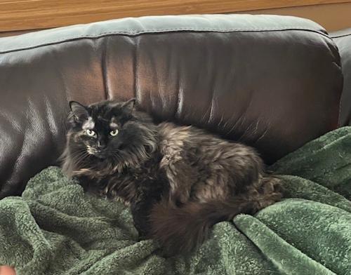 Black kitty
