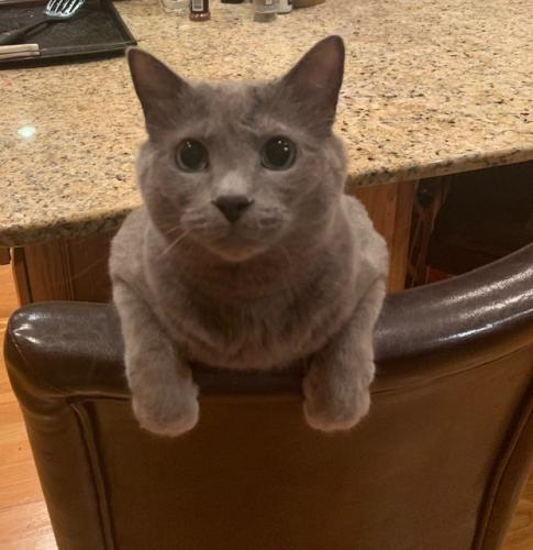 Gray kitty